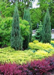 Borievka Blue Arrow-vizualizácia